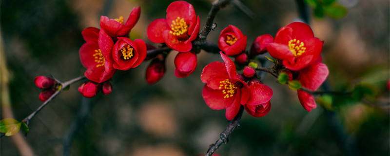 海棠什么时候开花 鹿角海棠什么时候开花