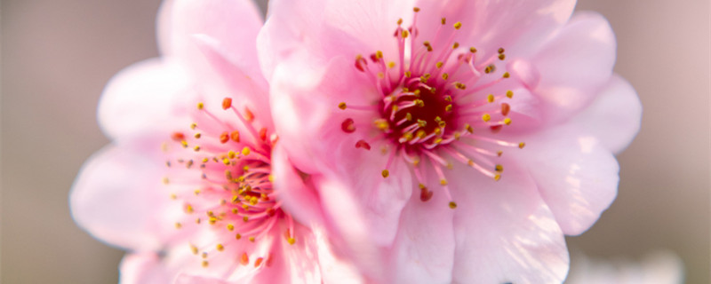 桃花什么时候开花季节 桃花什么时候开花季节桂花