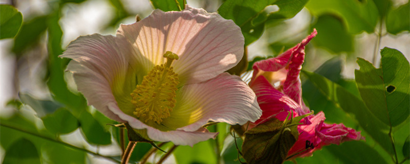 芙蓉花的养殖方法 大岩桐芙蓉花的养殖方法