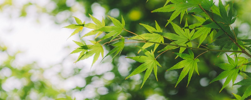 植物分为哪五大类 植物分为哪五大类并举例