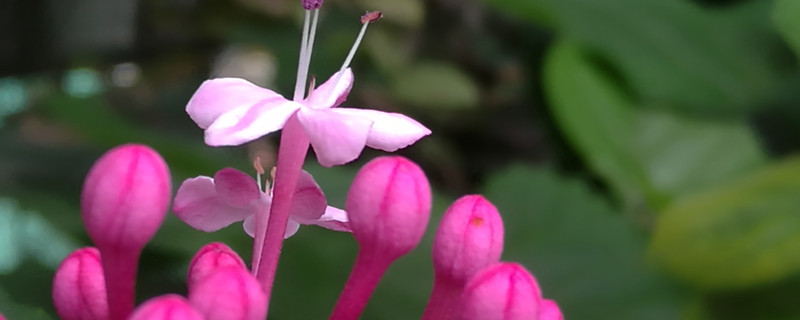 仙客来的花语和寓意 仙客来的花语和别名