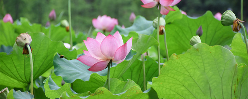 荷花是什么季节开花 荷花是在什么季节开花