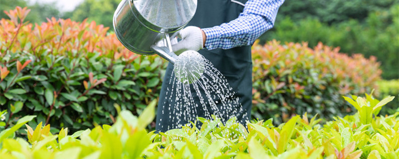 中午为什么不能给植物浇水 中午为啥不能给植物浇水