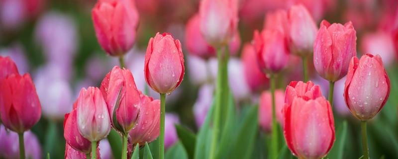 2至3月种郁金香种球能开花吗 郁金香花种球什么时候种