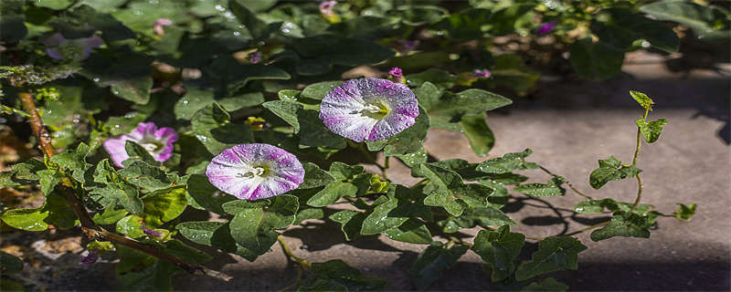 为什么牵牛花在凌晨四点开花 牵牛花为什么在凌晨4点左右开花