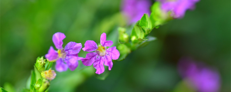 紫萼距花有毒吗（紫荆花有花萼吗）