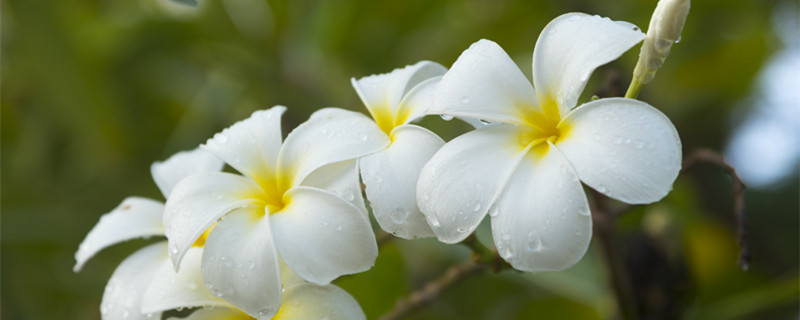 鸡蛋花怎么养（鸡蛋花怎么养喜欢什么水）