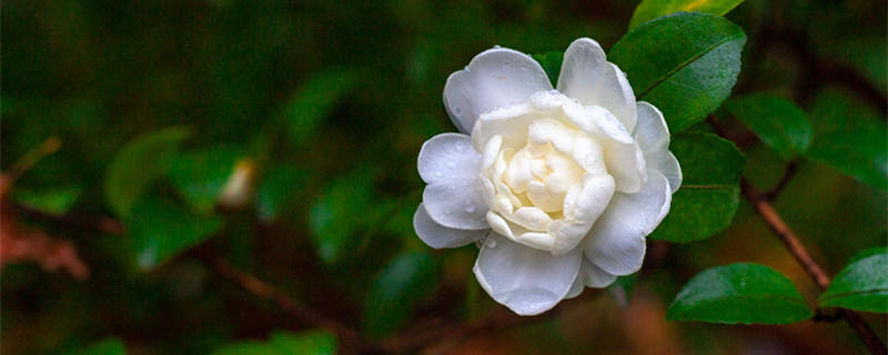 昆明的市花是什么花（昆明的市花是什么花?）