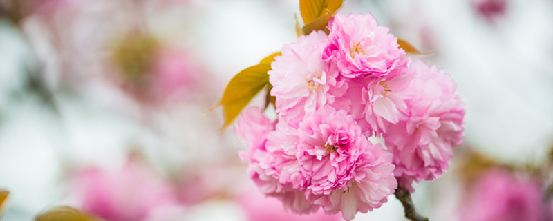 日本晚樱什么时候开花 日本晚樱花什么时候开花