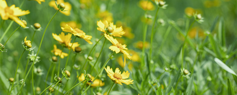 千里光是野菊花吗（千里光配菊花的功效?）