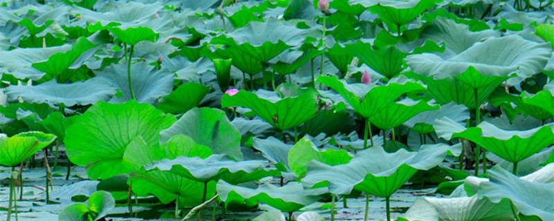 水生植物怎么养（鱼缸里的水生植物怎么养）