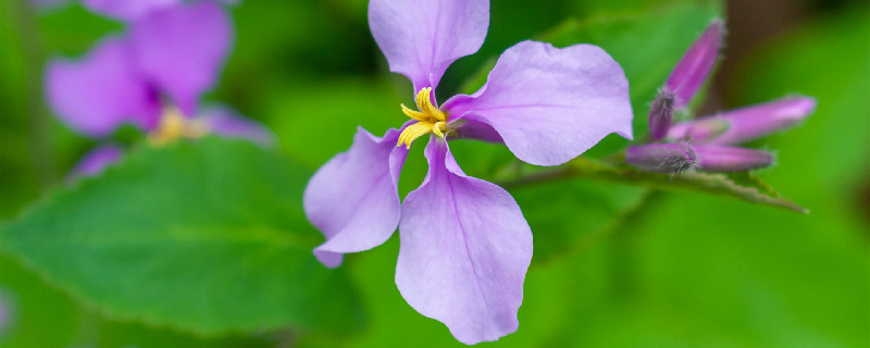 二月兰种植方法和时间（二月兰最佳种植时间）