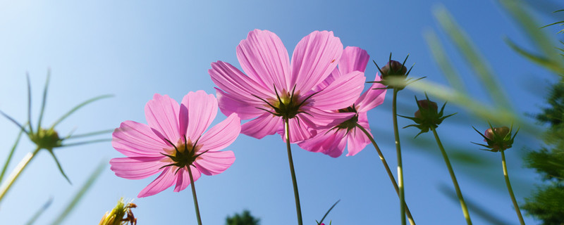 格桑花种一次可长几年（格桑花多年生吗）