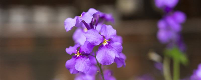 二月兰花语（二月兰花语简介）