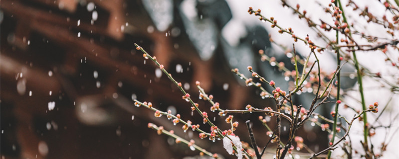 梅花什么季节开花 梅花什么季节开花春夏秋冬