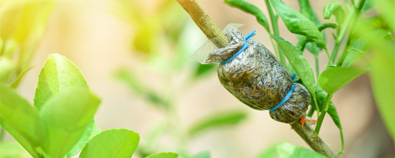 夏天芽接多少天去膜（发芽之后多久去覆膜）