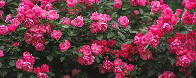 月季花6月份能移栽吗 月季花六月份能移栽吗