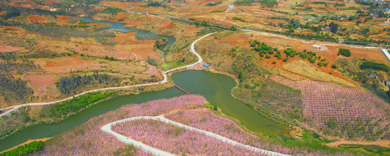 红土适合种什么植物 红土适合种什么植物图片