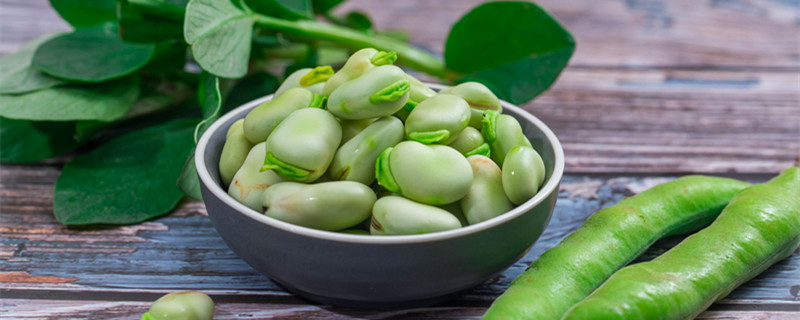 蚕豆种子长成茎和叶的是什么（蚕豆种子里的子叶将来发育成茎和叶）