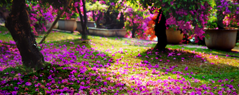 爬墙花卉有哪些（爬墙花卉有哪些和图片和花期）