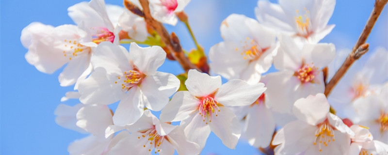 日本樱花季节 日本樱花季节从哪个城市开始