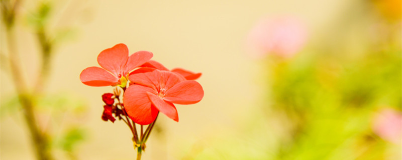 旱莲花怎么养才能粗壮（怎样种植旱莲花）