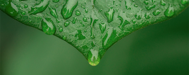 凤仙花生长过程（凤仙花生长过程中需要的条件有什么）