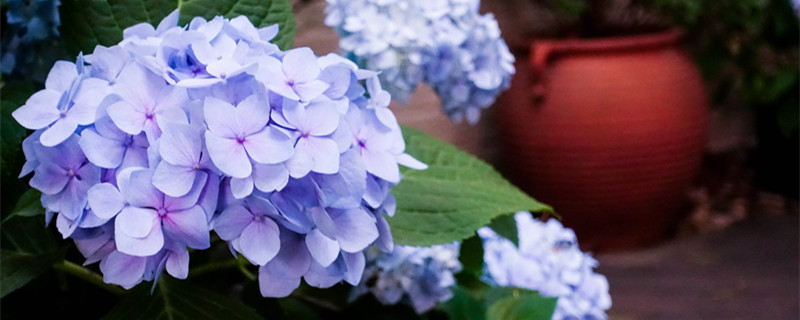 球兰花香有毒吗（球兰花太香有没有毒）