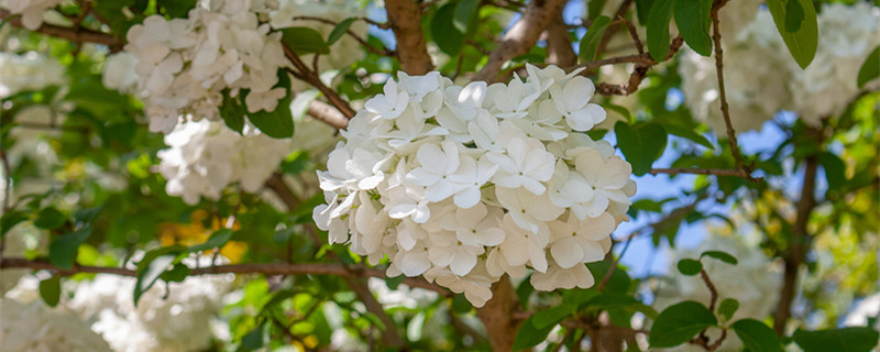 白色绣球花的花语（白色绣球花的花语图片）