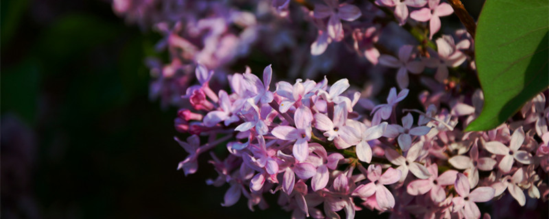 丁香花花语（丁香花花语象征与寓意）