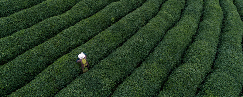 碧螺春是哪类茶（碧螺春属于什么性质的茶）