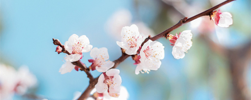 杏树什么时候开花（杏树什么时候开花?）