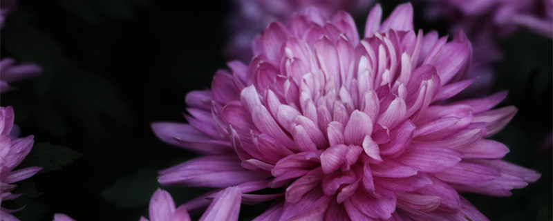 此花开尽更无花此花是什么花 此花开尽更无花此花指的是什么花