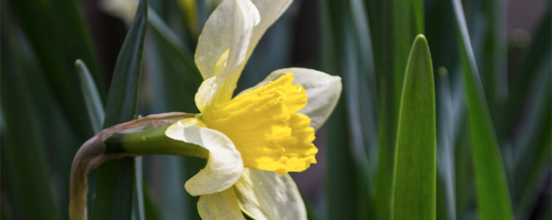 兰花一般养几年开花（兰花养几年才能开花）