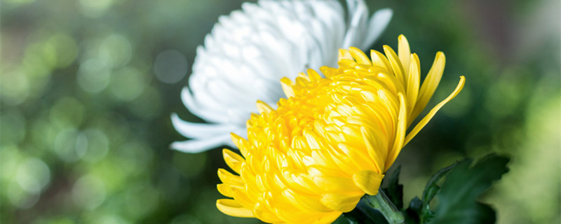 菊花什么季节开（梅花和菊花什么季节开）