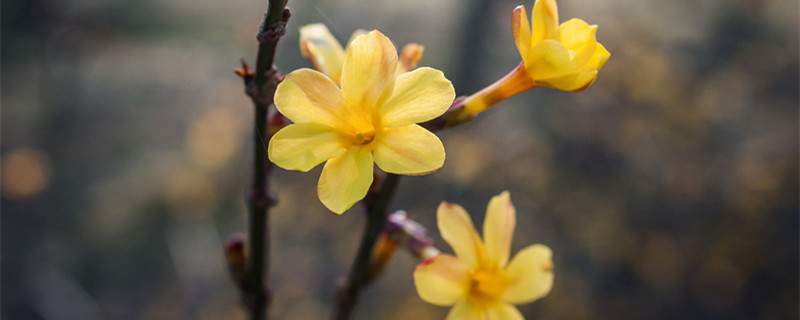 迎春花什么时候修剪（迎春花什么时候修剪怎么留花枝）