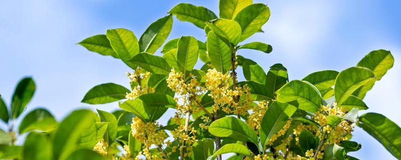 桂花树什么时候修剪枝条最好（桂花树什么时候修剪树枝好）