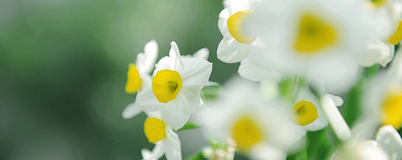 水仙花几点开花 水仙花的开花时间