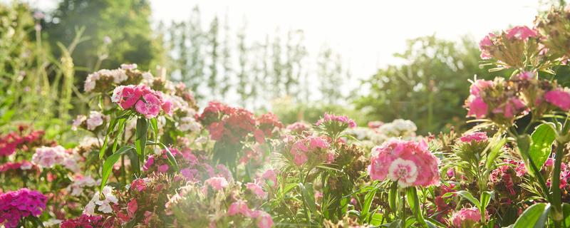 花的雌蕊由什么组成 花的雌蕊由什么组成图片