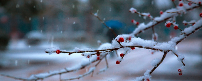 12月代表花是什么 12月分别代表什么花