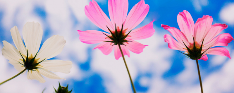 格桑花花语（格桑花花语美句）