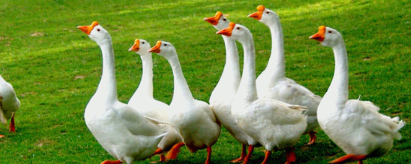 鹅常见的肥育技术，主要介绍这三种 养鹅育肥技术