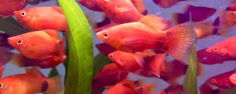 小红鱼的养殖方法，有哪些要点（小红鱼用什么水养?）