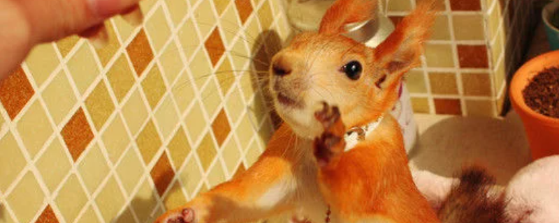 魔王松鼠怎么养，寿命是多长 家养魔王松鼠能活多久