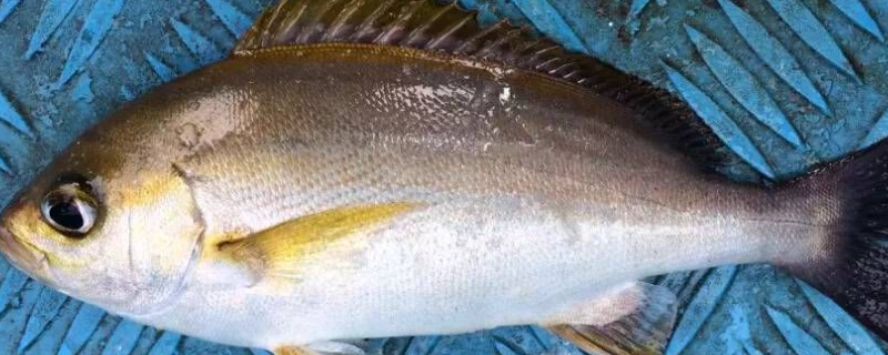 农村适合养殖什么鱼赚钱 农村适合养殖什么鱼赚钱快