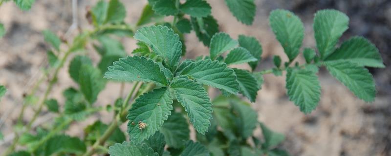 仙鹤草种植技术，仙鹤草繁殖技术 仙鹤草种植技术与亩产量