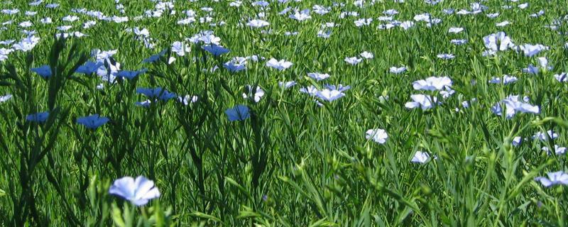 胡麻的种植方法，注意做好这几点（胡麻种植的时间和生长期）