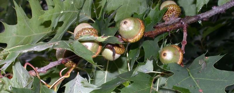 橡籽的种植方法，附橡树的作用 橡树种子的作用