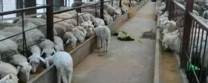 春季羊舍该如何消毒，详细介绍（春季羊舍该如何消毒,详细介绍视频）