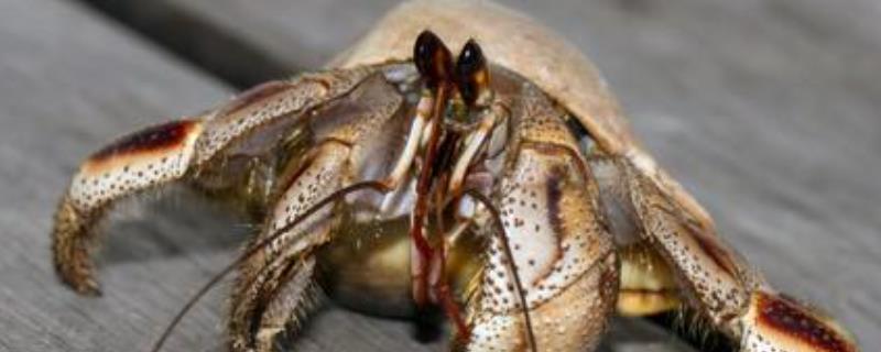 陆寄居蟹常见种类及养殖要点介绍（陆寄居蟹饲养）